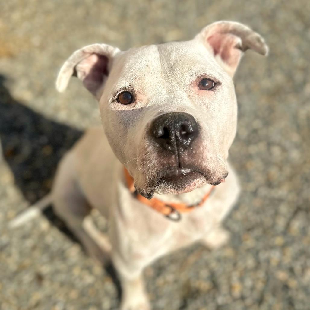 Enlarge Mr. Rogers, a Adoptable Mixed Breed in Fredericksburg, VA image 6/6