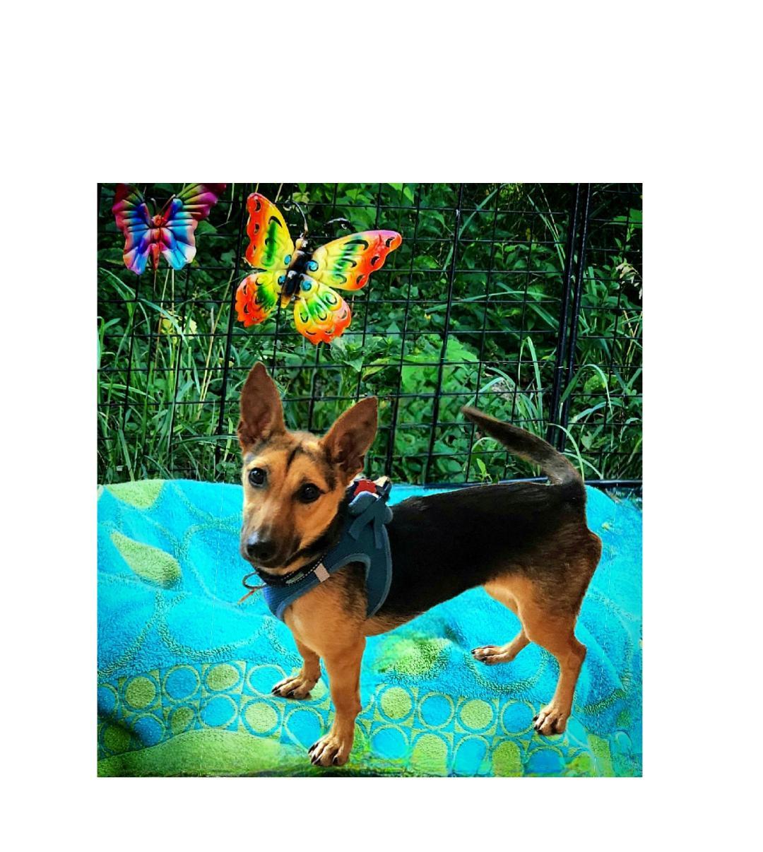 Bella is a MINI Dog, Adoptable, Young Female Corgi & German Shepherd Dog.