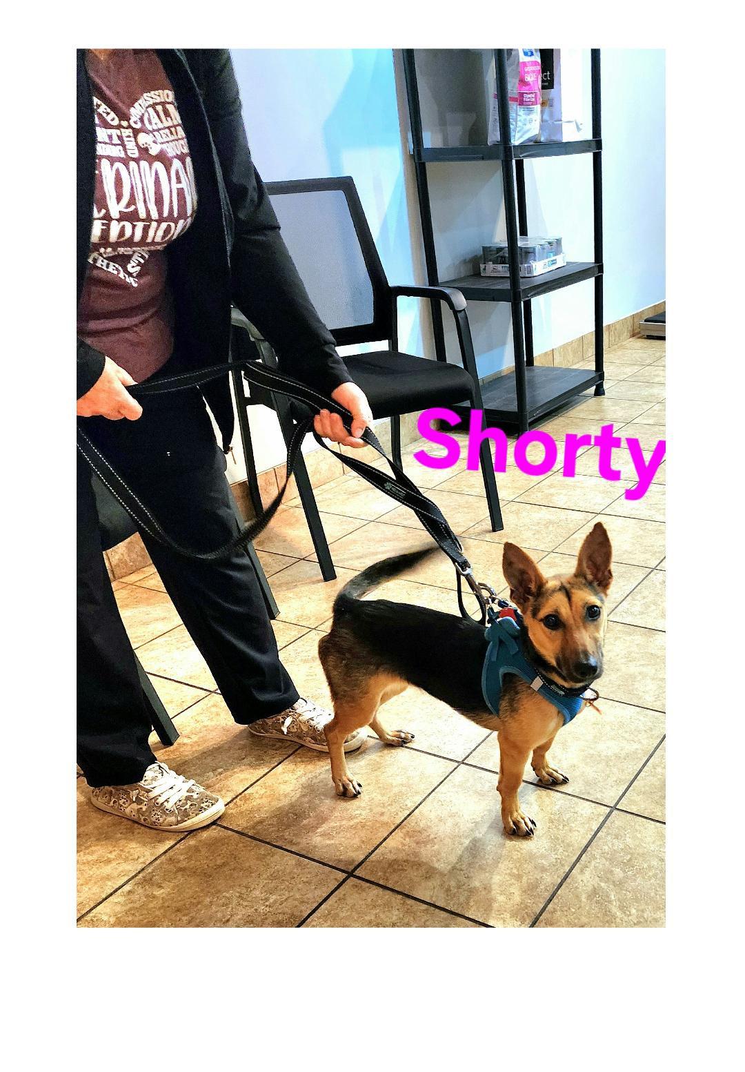 Enlarge Bella is a MINI Dog, a Adoptable mixed breed in Lake Geneva, WI image 3/4