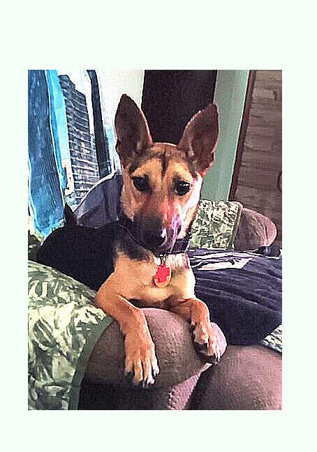 Enlarge Bella is a MINI Dog, a Adoptable mixed breed in Lake Geneva, WI image 4/4
