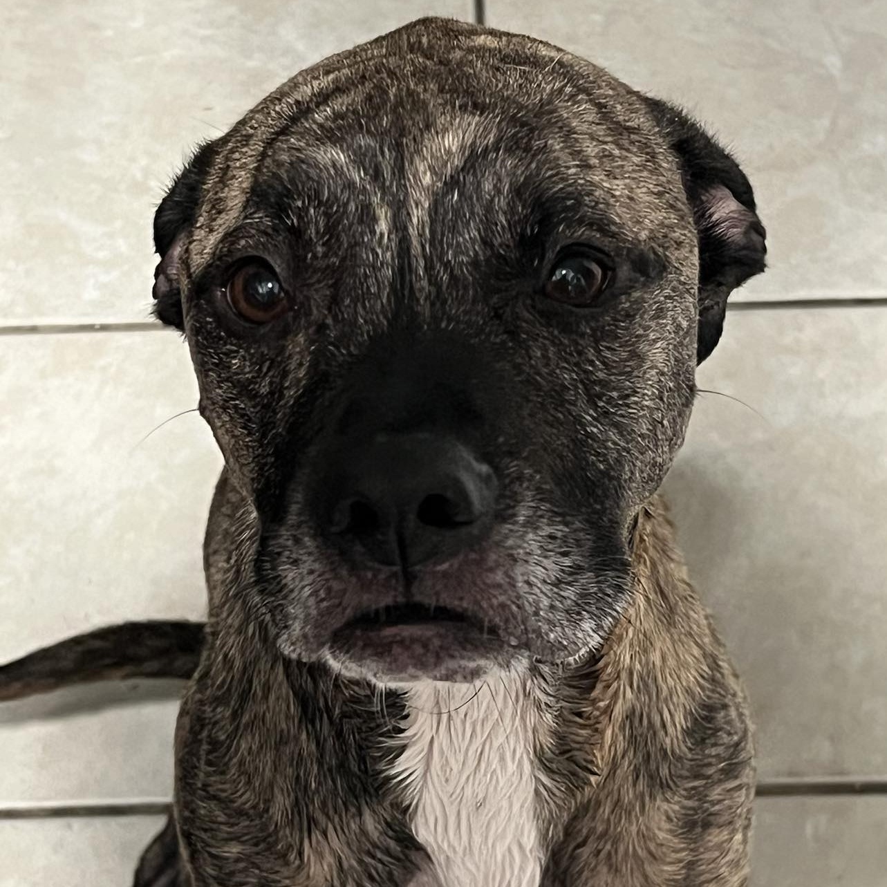 Dog for adoption Venus, a Labrador Retriever & Hound Mix in Kennewick