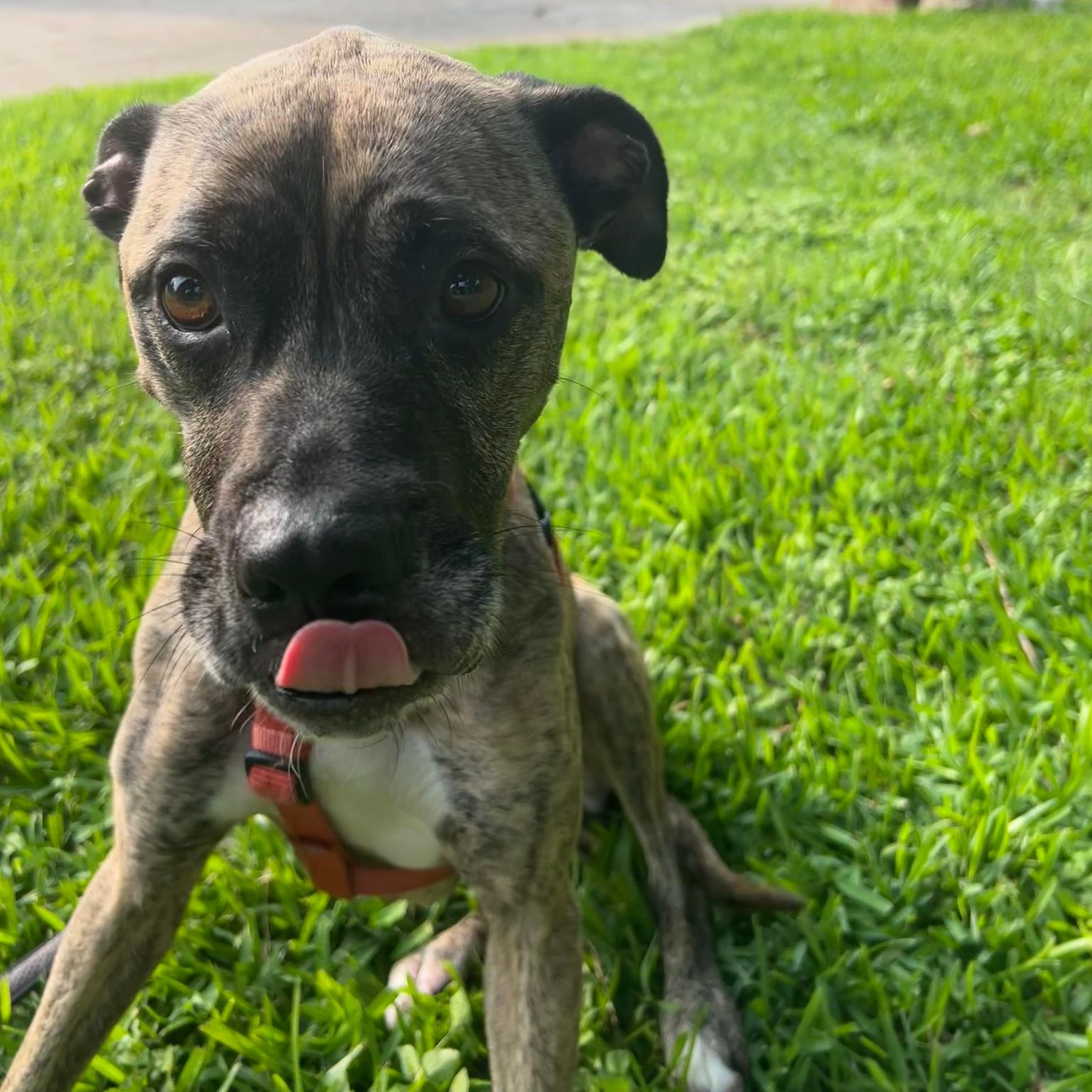 Dog for adoption Venus, a Labrador Retriever & Hound Mix in Kennewick