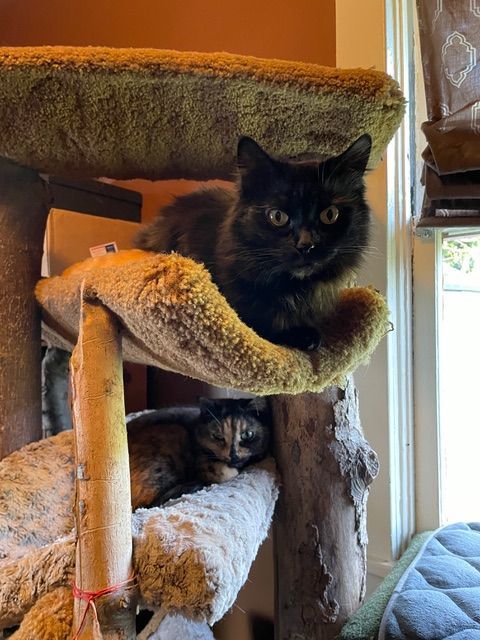 Enlarge Noctua & Sadiya, a Adoptable Domestic Short Hair in Rochester, WA image 2/6