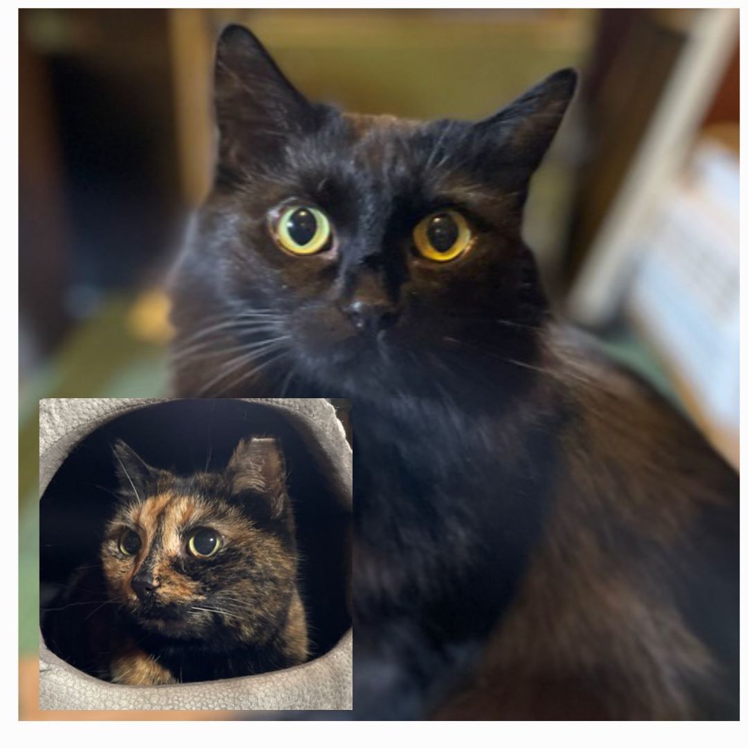 Enlarge Noctua & Sadiya, a Adoptable Domestic Short Hair in Rochester, WA image 3/6