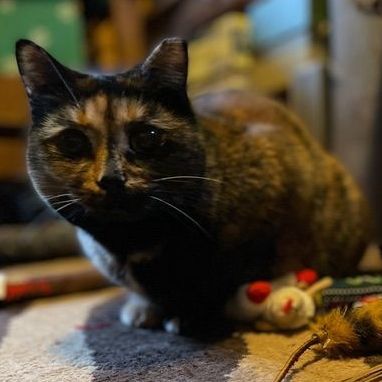 Enlarge Noctua & Sadiya, a Adoptable Domestic Short Hair in Rochester, WA image 4/6