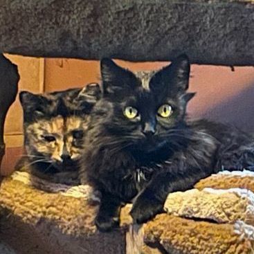 Enlarge Noctua & Sadiya, a Adoptable Domestic Short Hair in Rochester, WA image 5/6