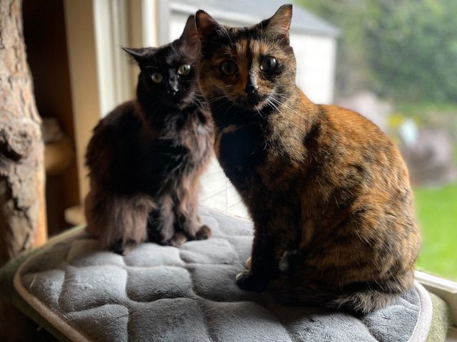 Enlarge Noctua & Sadiya, a Adoptable Domestic Short Hair in Rochester, WA image 6/6