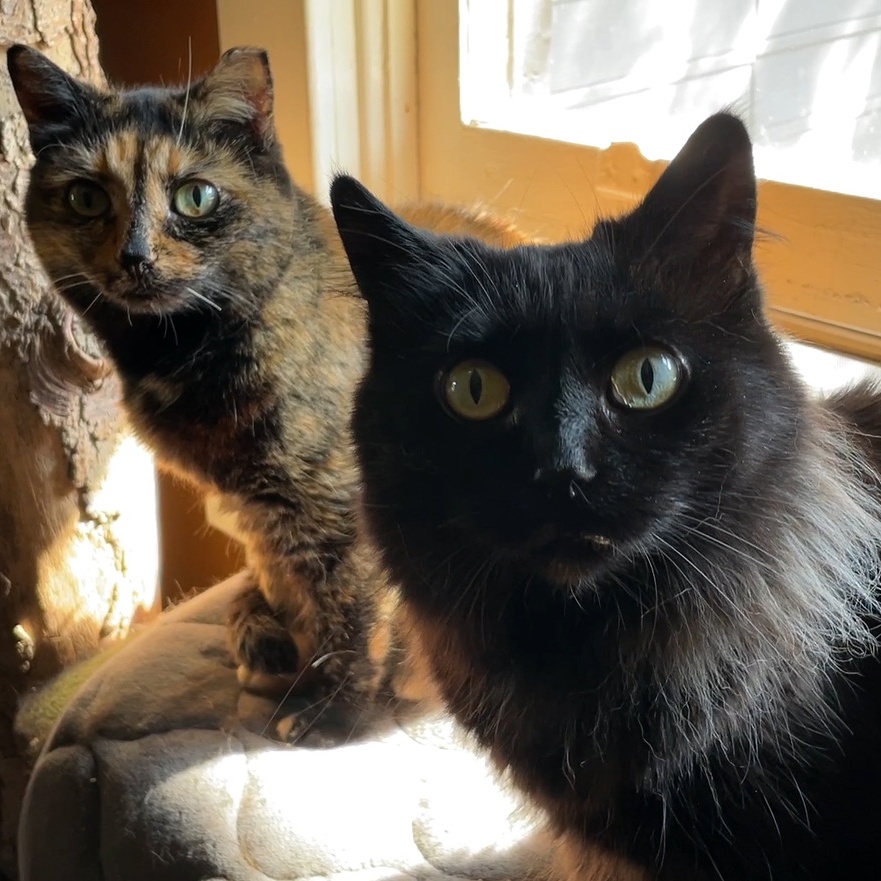 Enlarge Noctua & Sadiya, a Adoptable Domestic Short Hair in Rochester, WA image 1/6