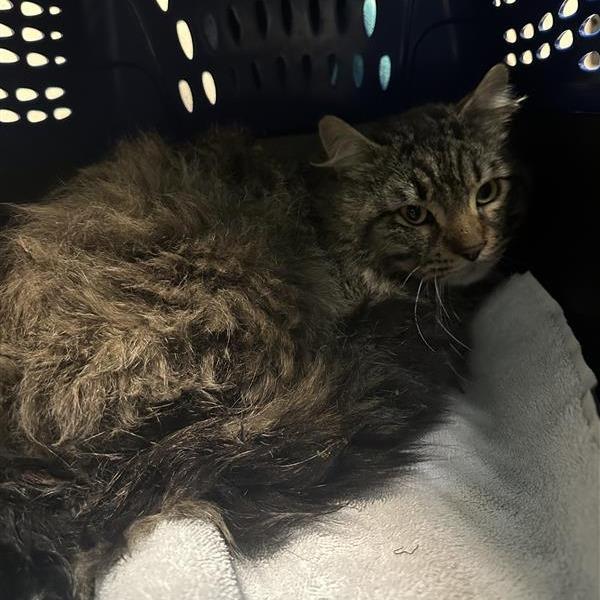 Working Cat Chinchilla, Adoptable, Adult Male Domestic Long Hair.