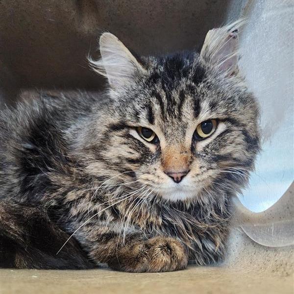 Enlarge Working Cat Chinchilla, a Adoptable Domestic Long Hair in Tacoma, WA image 2/2