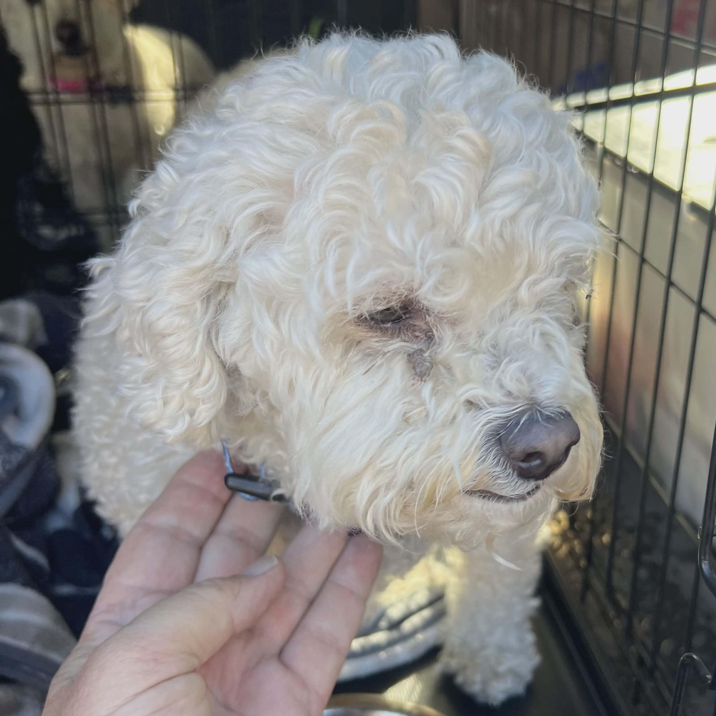 Enlarge CALLIE, an adopted Poodle in Marana, AZ image 2/5