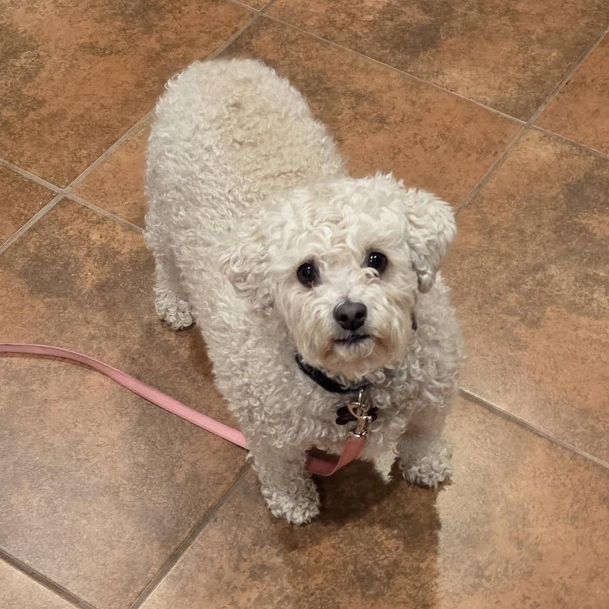 CALLIE, adopted, Adult Female Poodle.