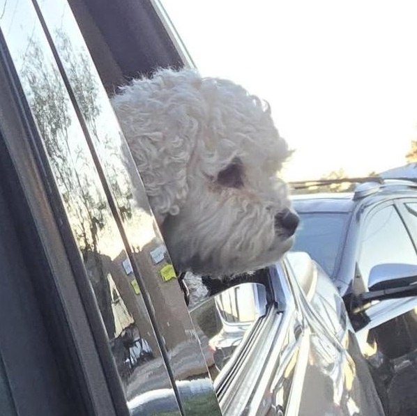 Enlarge CALLIE, an adopted Poodle in Marana, AZ image 4/5