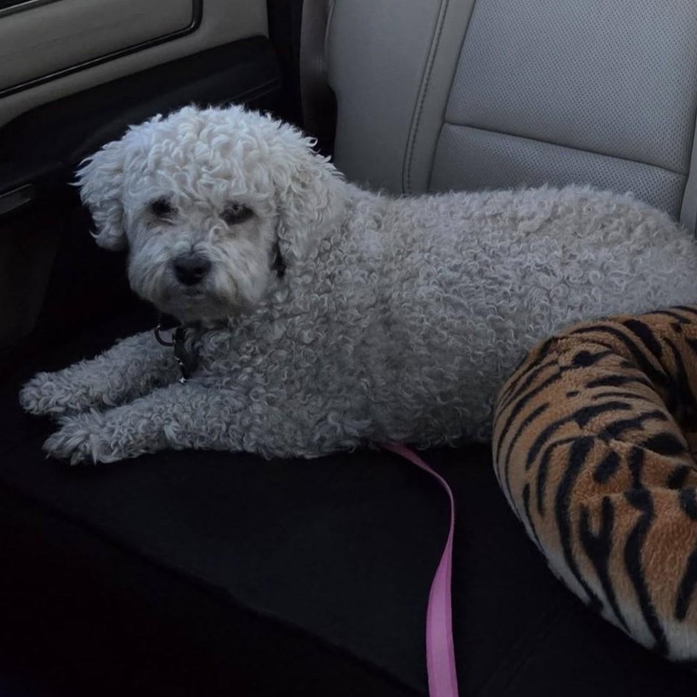 Enlarge CALLIE, an adopted Poodle in Marana, AZ image 5/5