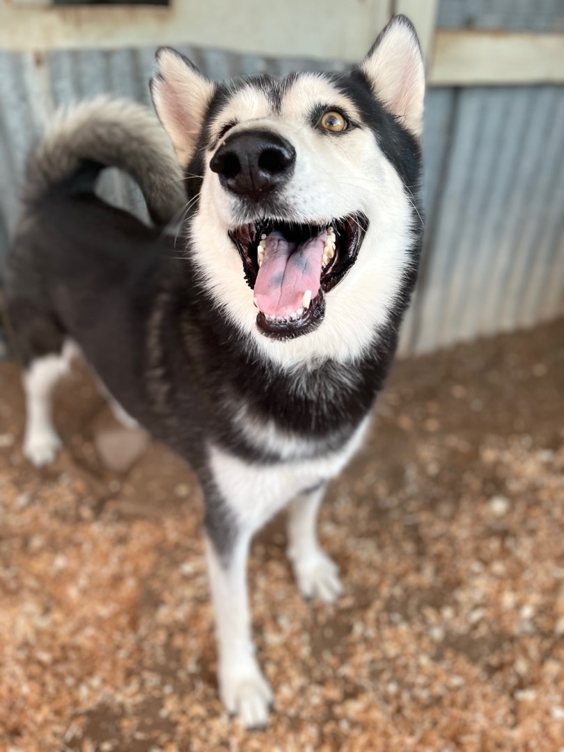 Leo, an adoptable Husky in Buckeye, AZ, 85396 | Photo Image 3