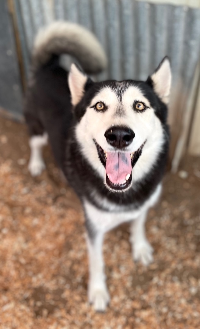 Leo, an adoptable Husky in Buckeye, AZ, 85396 | Photo Image 2