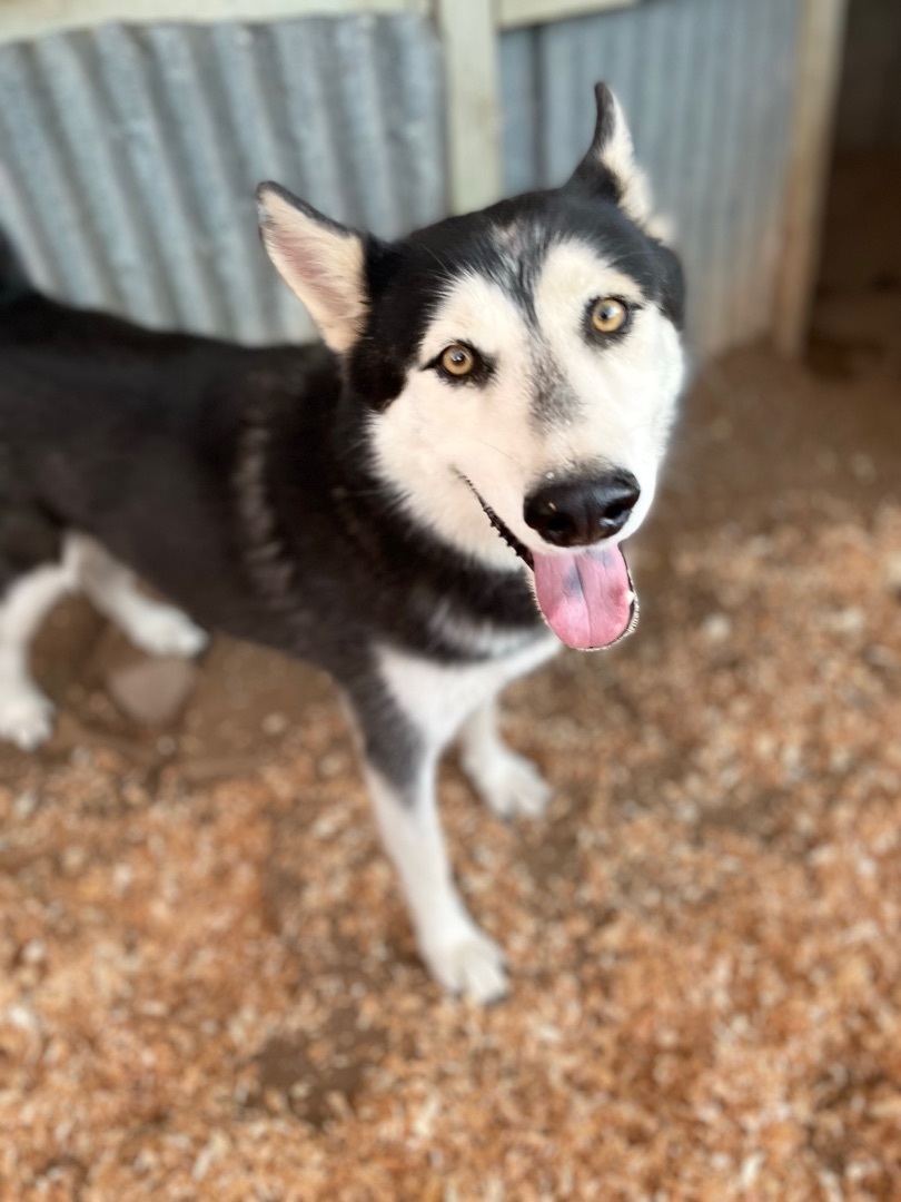 Leo, an adoptable Husky in Buckeye, AZ, 85396 | Photo Image 1
