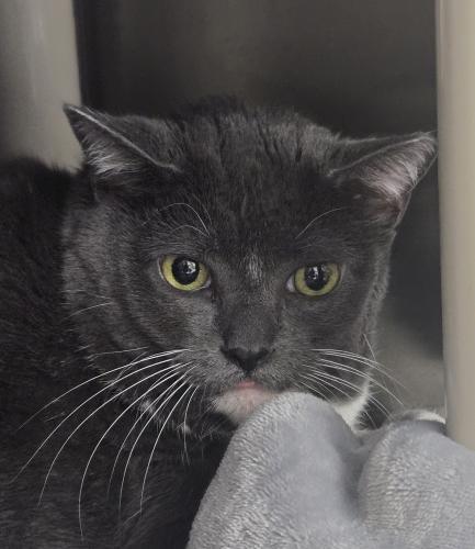 Enlarge Ivy and Bella, a Adoptable Domestic Short Hair in Webster, MA image 1/1