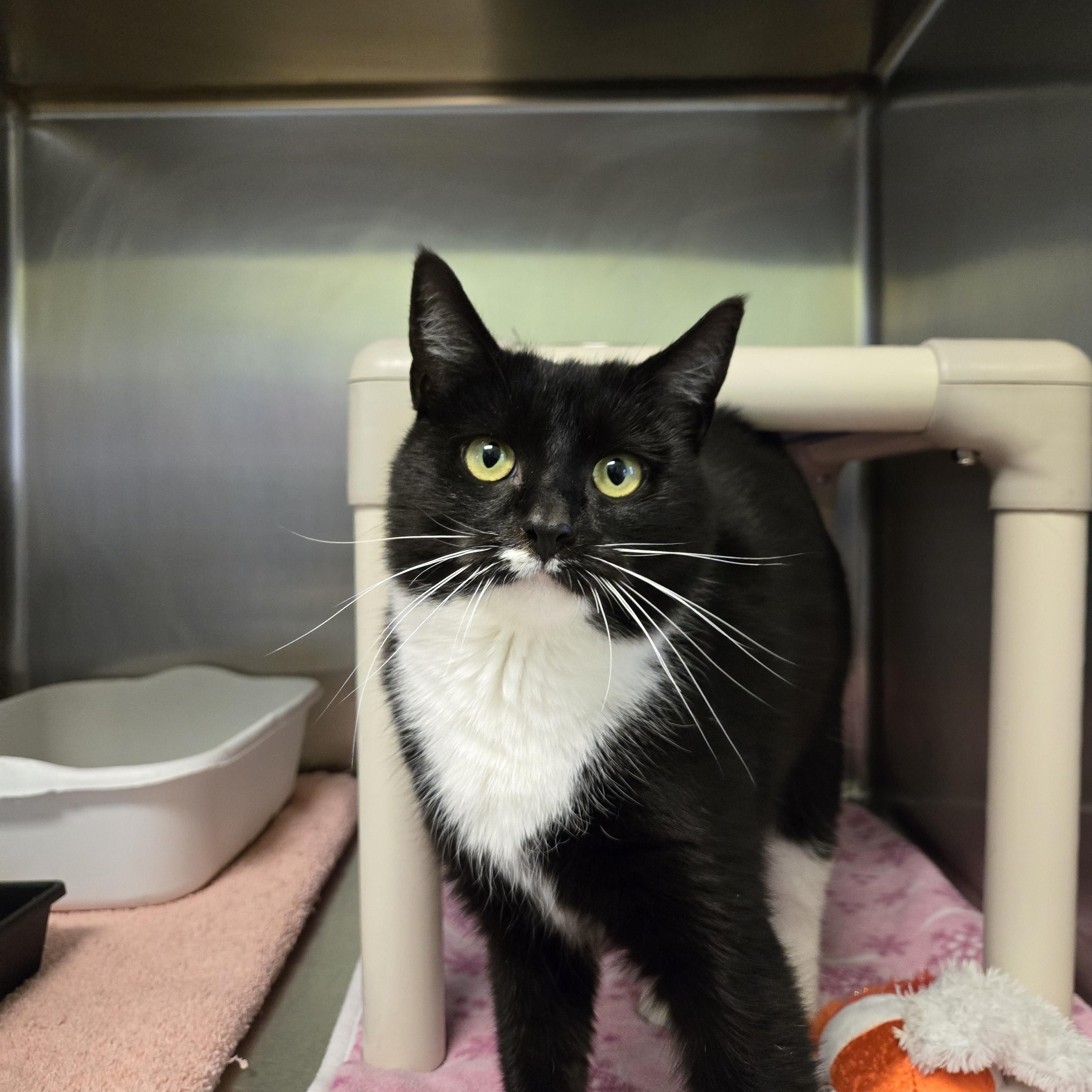 Bessie, adopted, Young Female Domestic Short Hair.