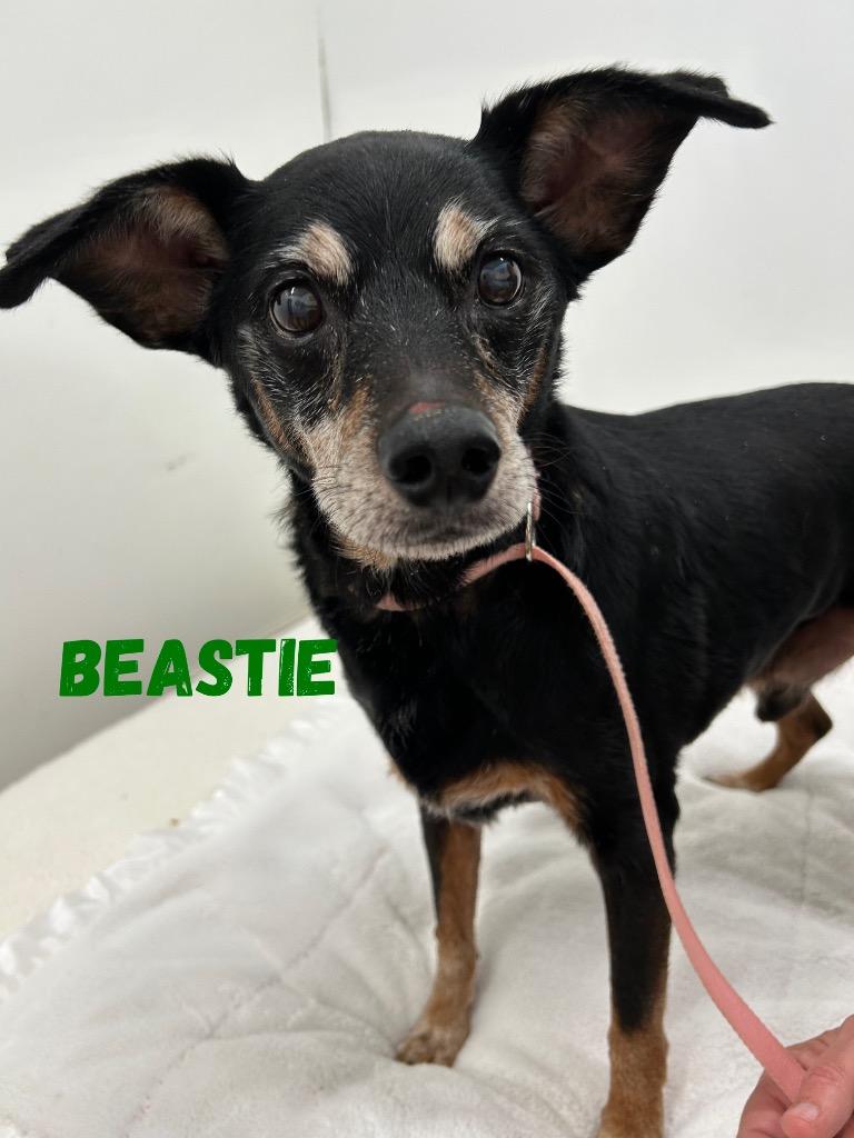 Beastie, Adoptable, Senior Male Jack Russell Terrier.
