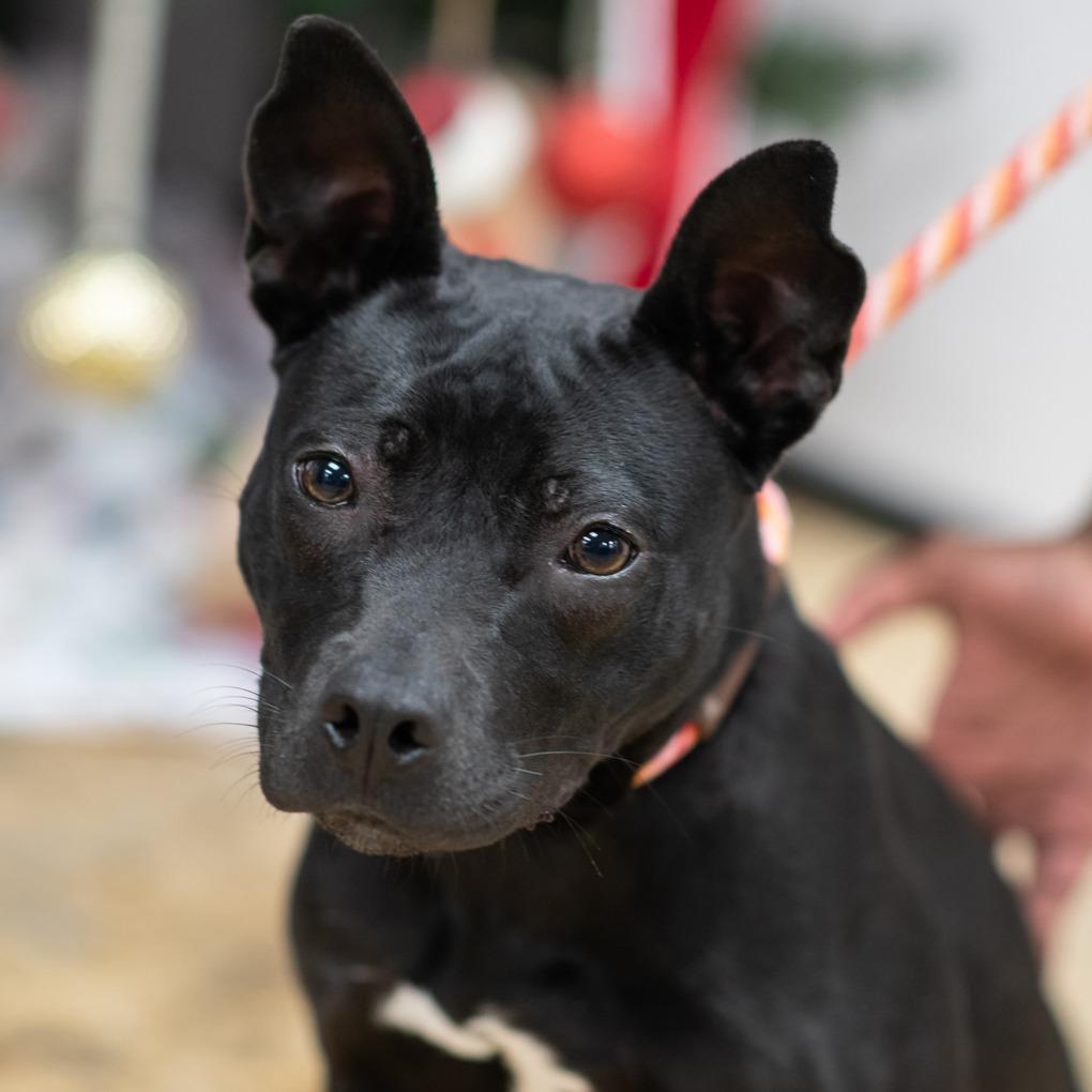 EDEN-30291, Adoptable, Young Female Pit Bull Terrier.