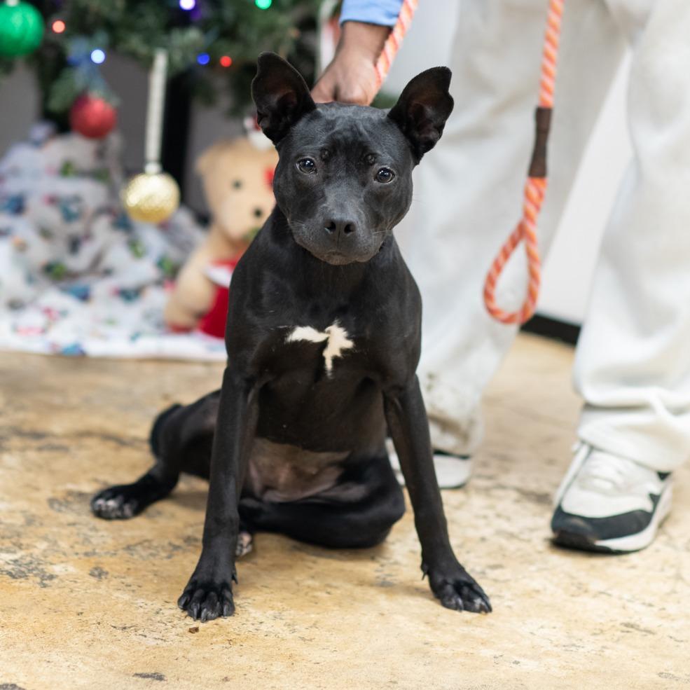 Enlarge EDEN-30291, a Adoptable mixed breed in Bartlett, TN image 2/2