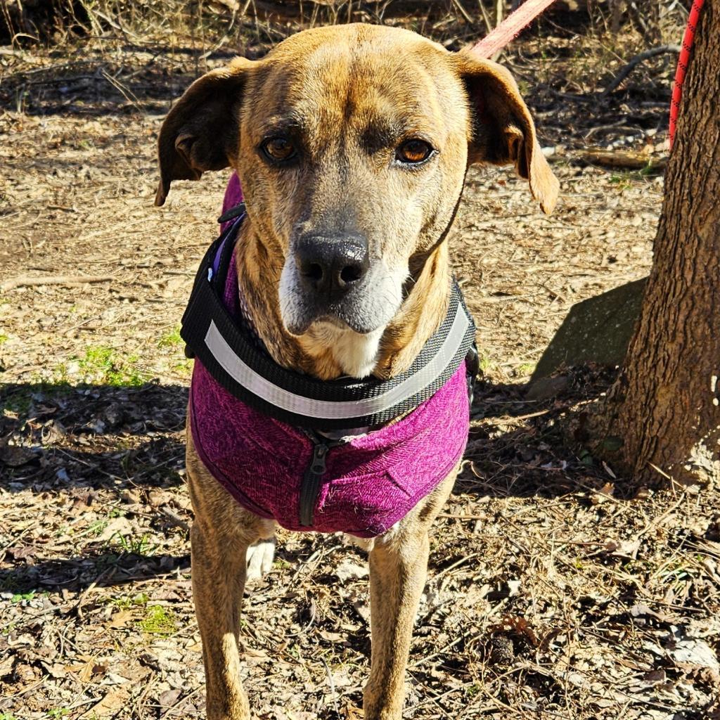 Dylan, Adoptable, Senior Male Hound.