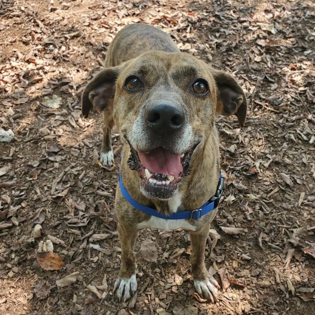 Dylan, Adoptable, Senior Male Hound.