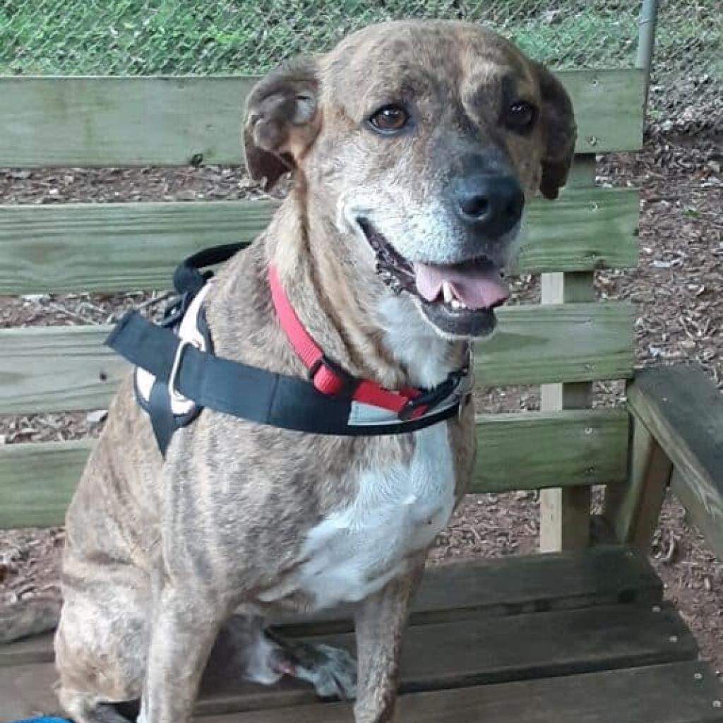 Dylan, a Adoptable mixed breed in Aldie, VA image 2/6