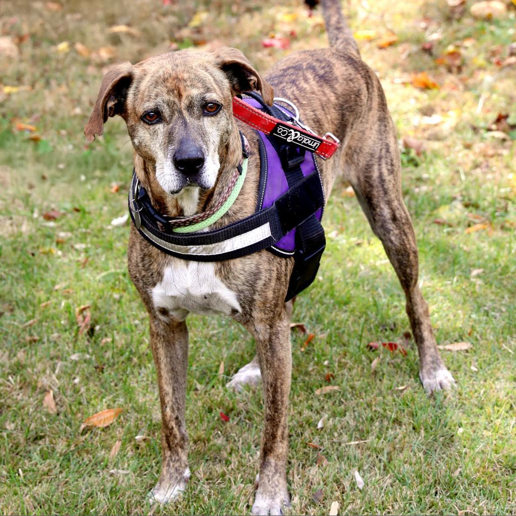 Enlarge Dylan, a Adoptable mixed breed in Aldie, VA image 2/5
