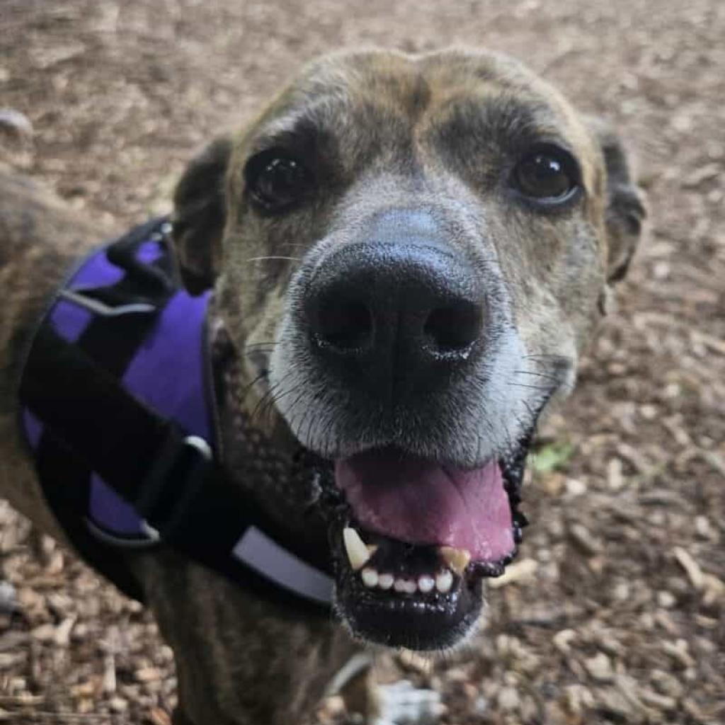 Dylan, a Adoptable mixed breed in Aldie, VA image 4/6