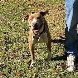 Enlarge Toast, a Adoptable mixed breed in Marshall, TX image 1/3