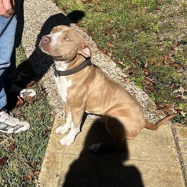 Enlarge Toast, a Adoptable mixed breed in Marshall, TX image 2/3