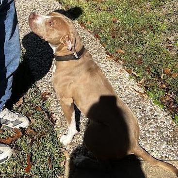 Enlarge Toast, a Adoptable mixed breed in Marshall, TX image 3/3