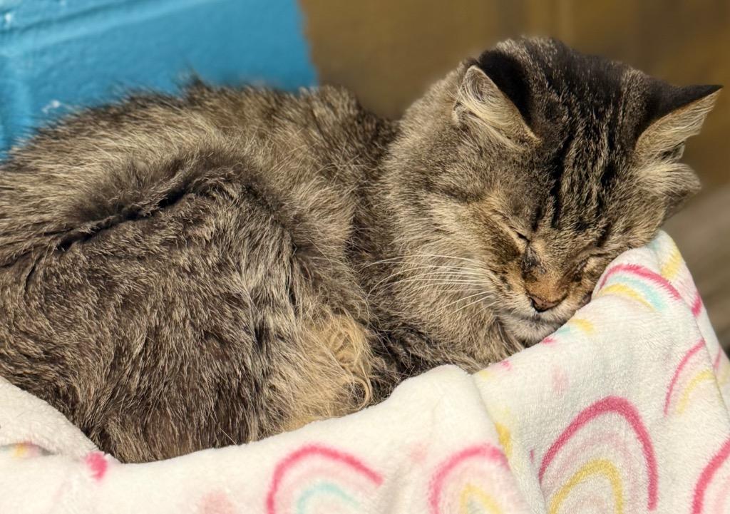 Evelyn, a Adoptable mixed breed in Defiance, OH image 1/5