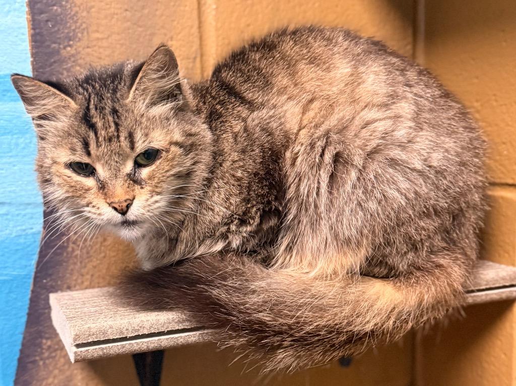 Evelyn, a Adoptable mixed breed in Defiance, OH image 3/5