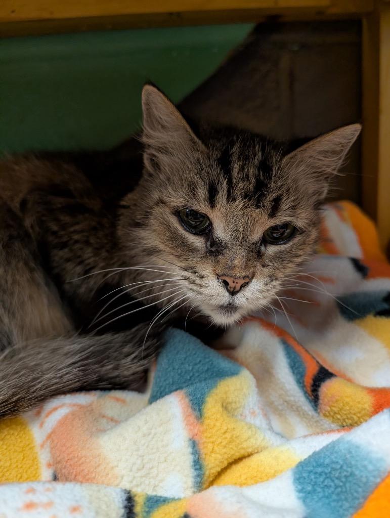Evelyn, a Adoptable mixed breed in Defiance, OH image 5/5