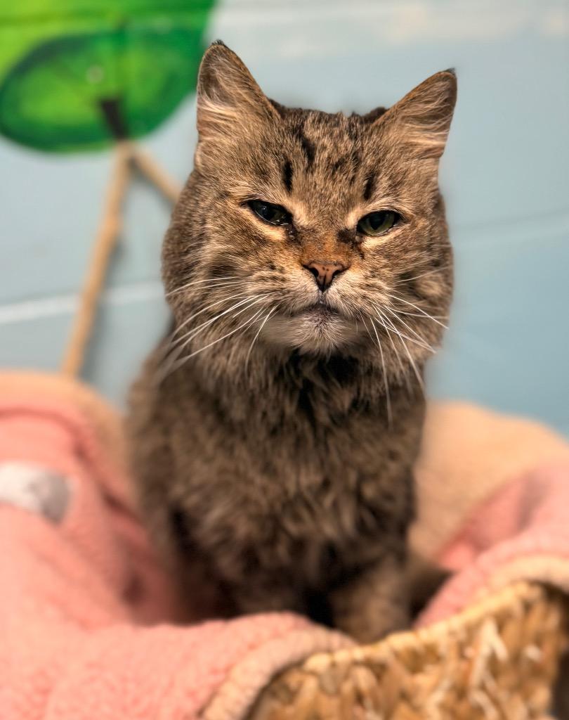 Evelyn, a Adoptable mixed breed in Defiance, OH image 6/6