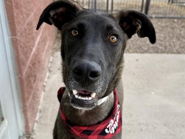 RIOT, Adoptable, Young Male Greyhound & Belgian Shepherd / Malinois.