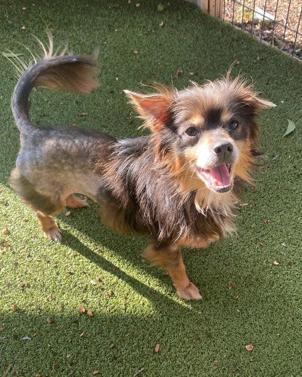 Sammy, Adoptable, Adult Male Mixed Breed & Chihuahua - Long-hair.