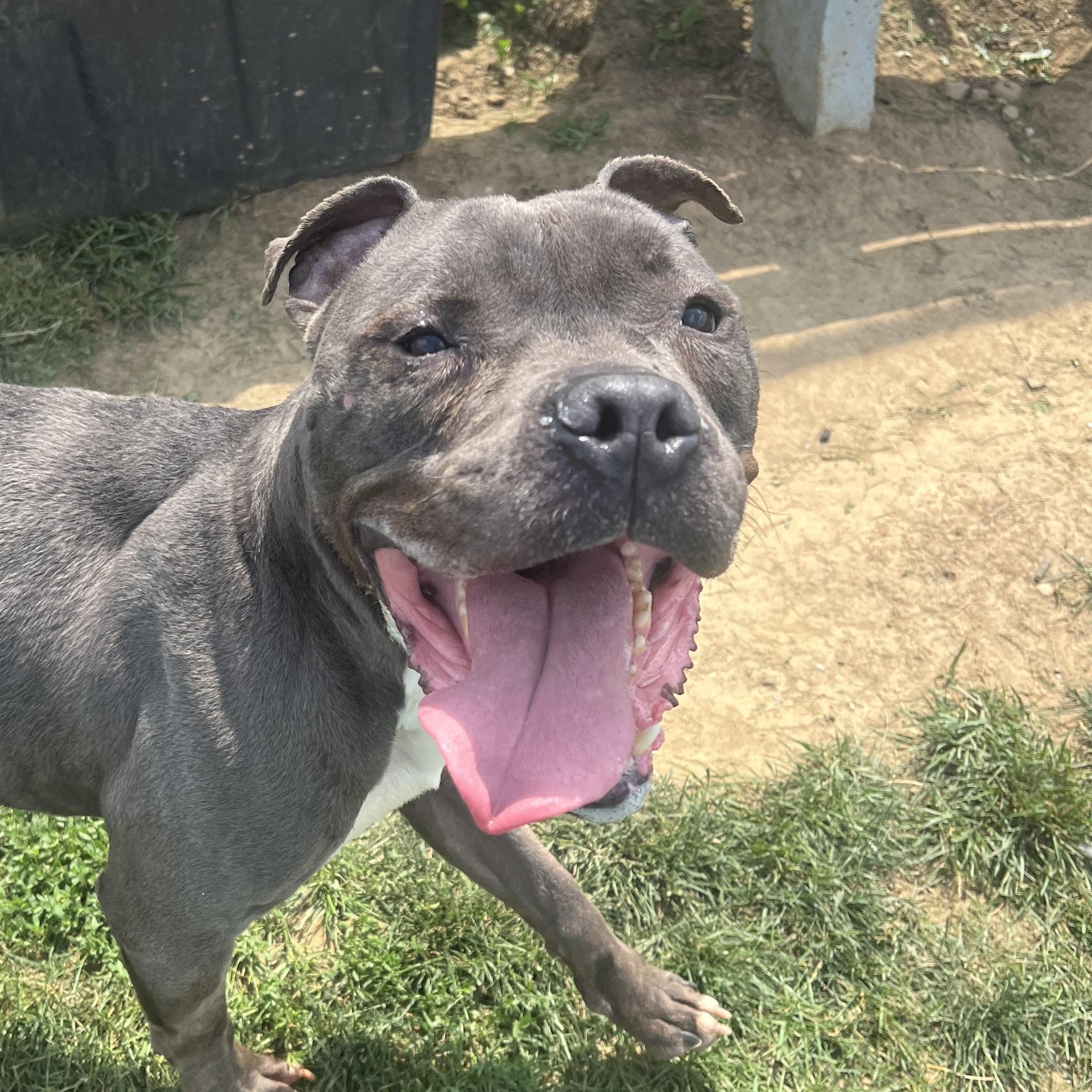 190692 Lobo LOOKING FOR OWNER, a ADOPTABLE Pit Bull Terrier in Ravenna, OH image 3/5