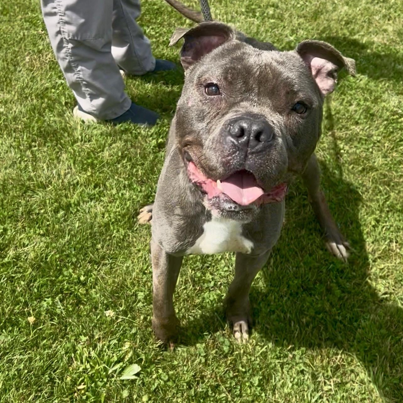190692 Lobo LOOKING FOR OWNER, a ADOPTABLE Pit Bull Terrier in Ravenna, OH image 2/5