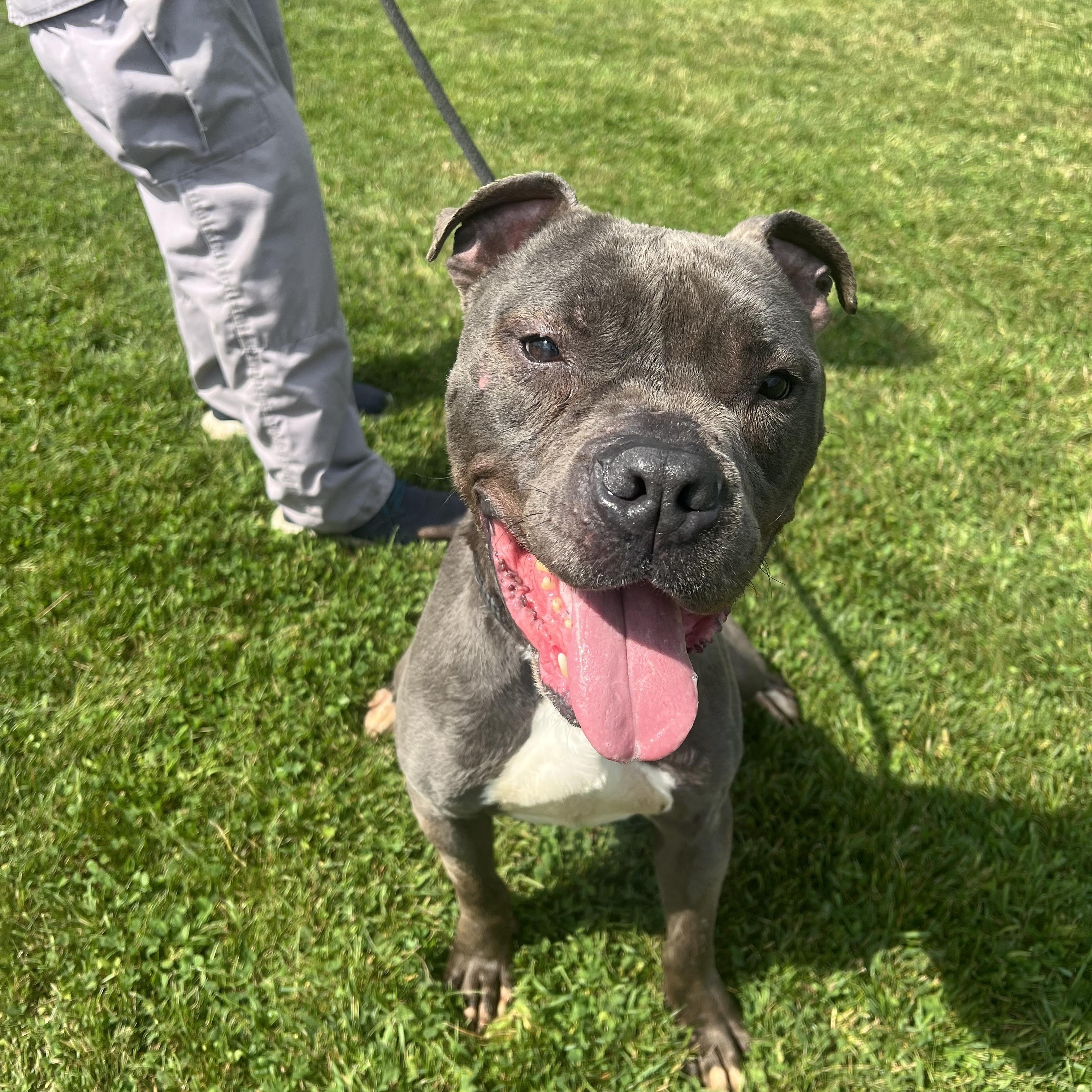 190692 Lobo LOOKING FOR OWNER, a ADOPTABLE Pit Bull Terrier in Ravenna, OH image 1/5