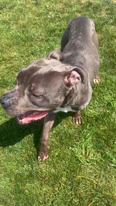 Enlarge 190692 Lobo LOOKING FOR OWNER, a ADOPTABLE Pit Bull Terrier in Ravenna, OH video 5/5