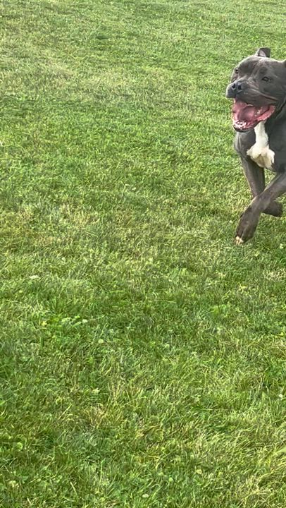 Enlarge 190692 Lobo LOOKING FOR OWNER, a ADOPTABLE Pit Bull Terrier in Ravenna, OH video 4/5