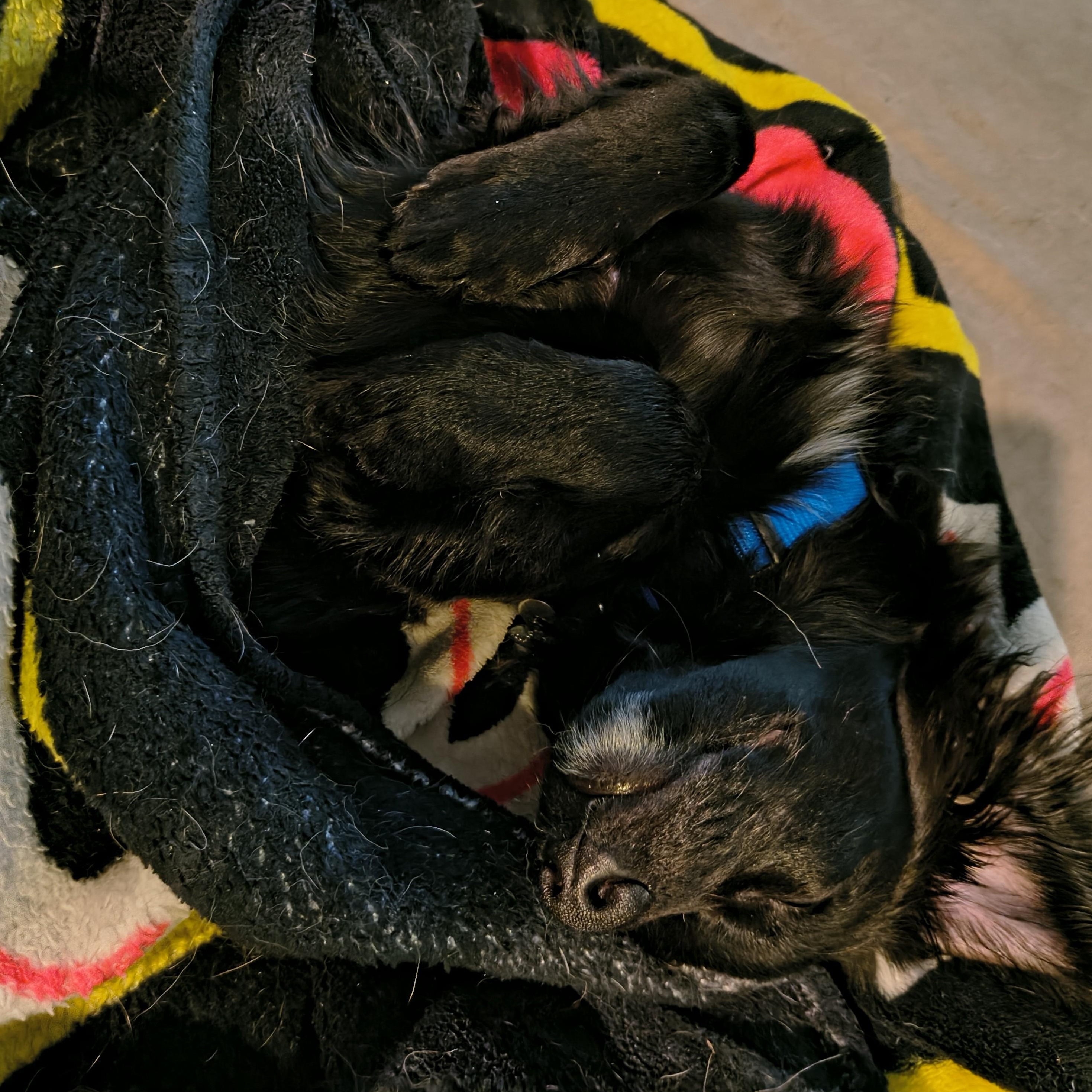 Enlarge Kochka, an adoptable mixed breed in Palatine, IL image 5/5