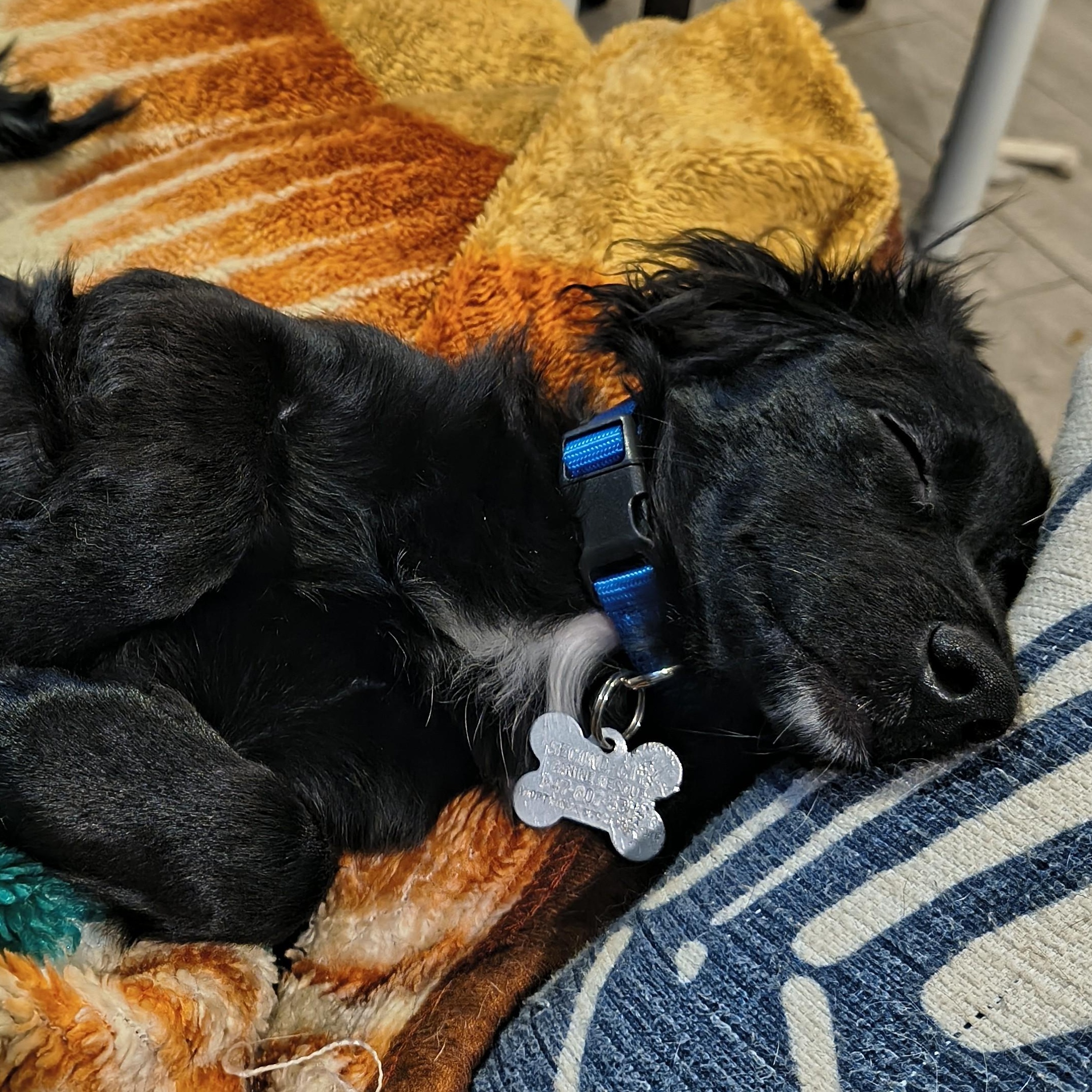 Enlarge Kochka, an adoptable mixed breed in Palatine, IL image 3/5