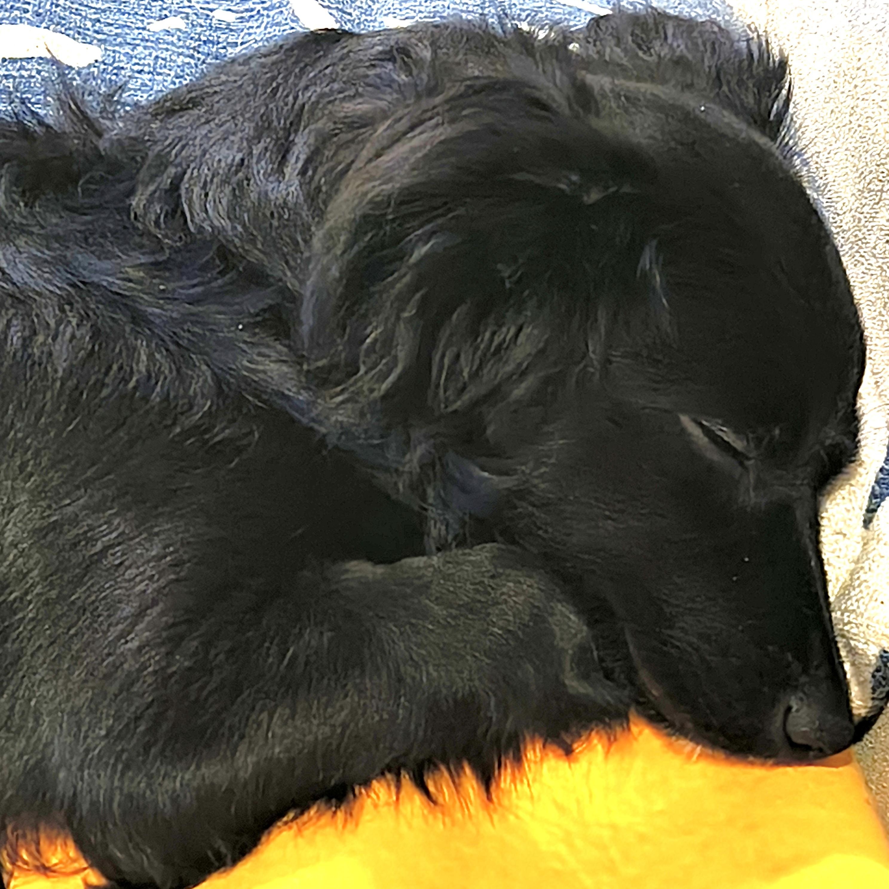 Enlarge Kochka, an adoptable mixed breed in Palatine, IL image 2/5