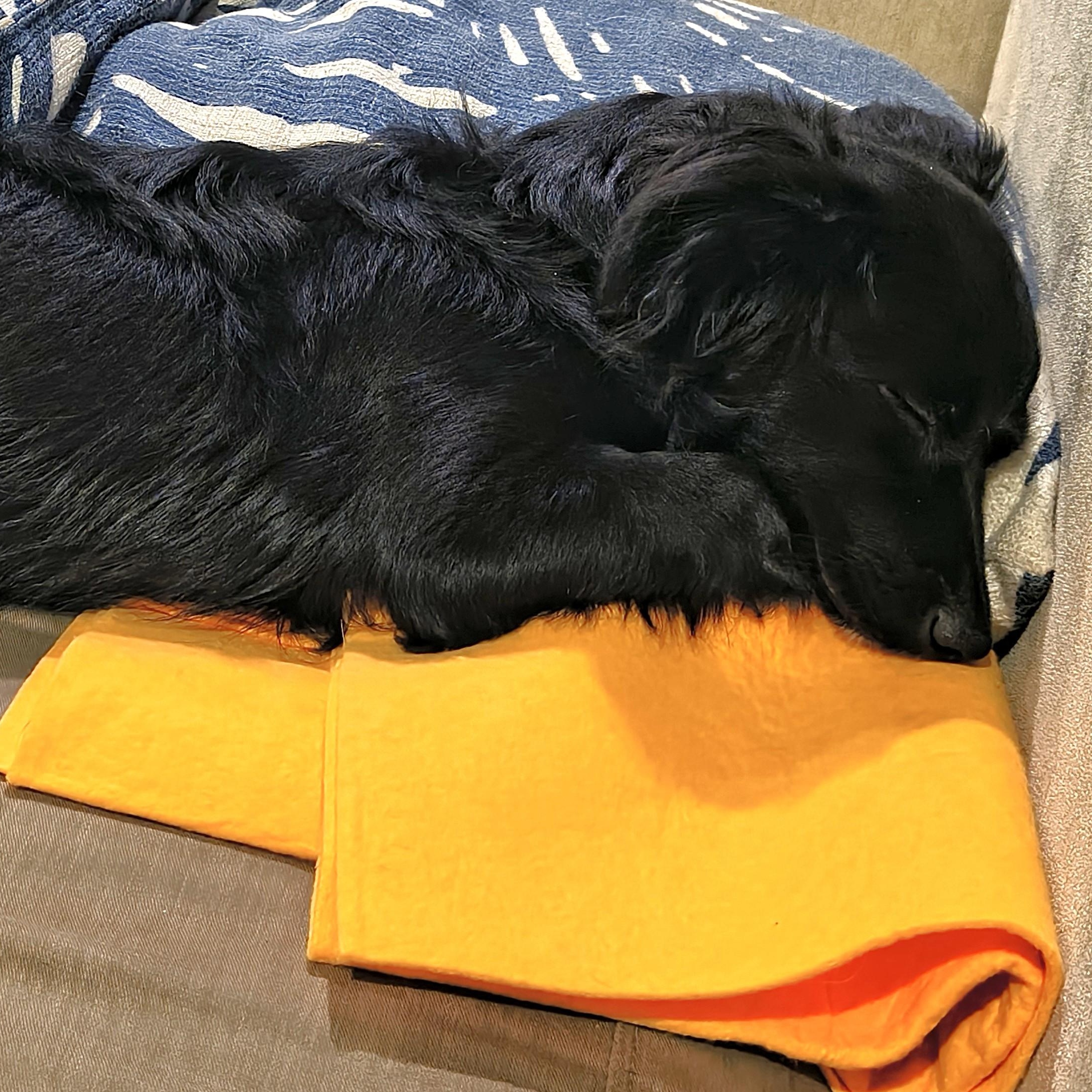 Enlarge Kochka, an adoptable mixed breed in Palatine, IL image 4/5