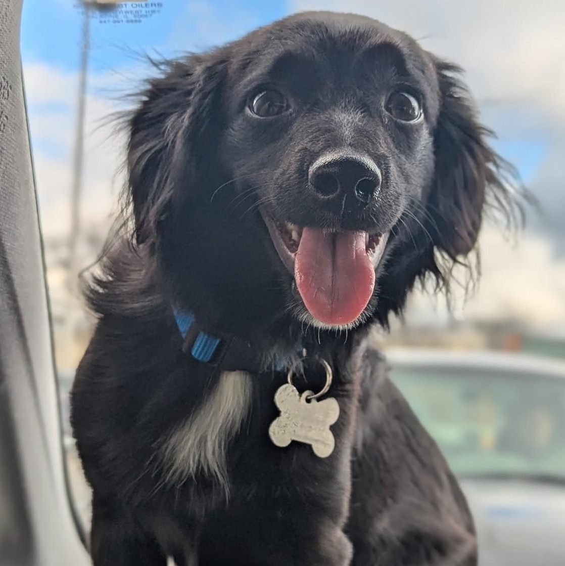 Enlarge Kochka, an adoptable mixed breed in Palatine, IL image 1/5